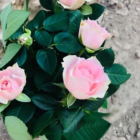 Casa Darului منزل للإقامة إيفوري نورد