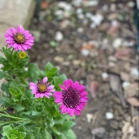 Casa Darului Kwatera prywatna *