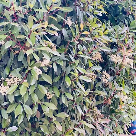 Casa Darului منزل للإقامة إيفوري نورد