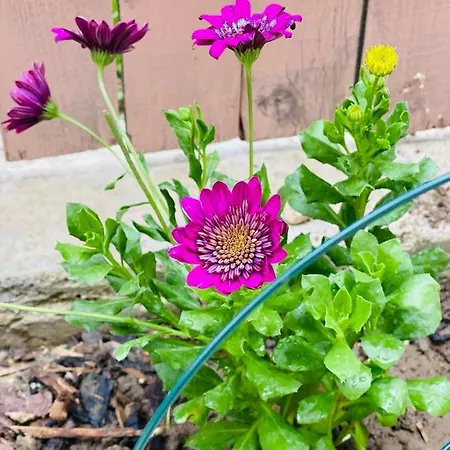 Casa Darului Kwatera prywatna Eforie Nord