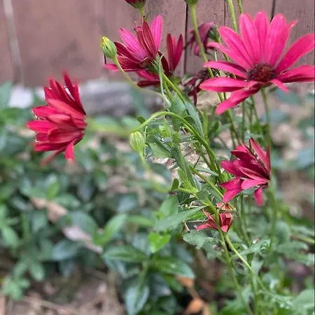 Casa Darului Kwatera prywatna *