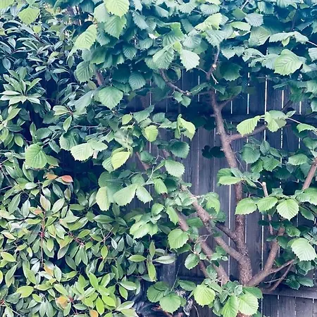 Casa Darului منزل للإقامة إيفوري نورد