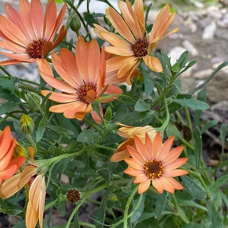 Casa Darului * Eforie Nord