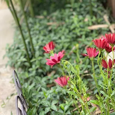 منزل للإقامة Casa Darului *