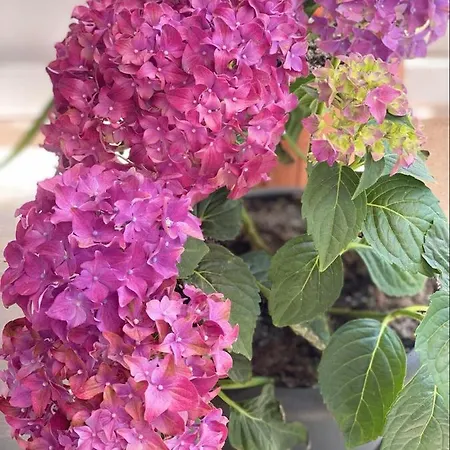 منزل للإقامة Casa Darului إيفوري نورد